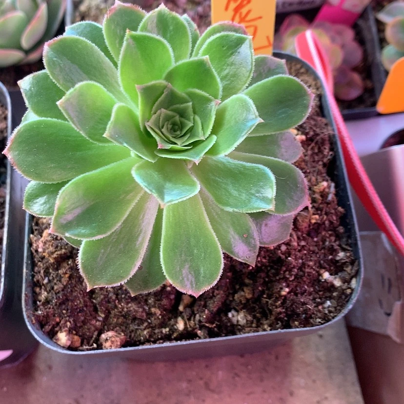 【闪购商品】小****嘟2月会员墨情书394