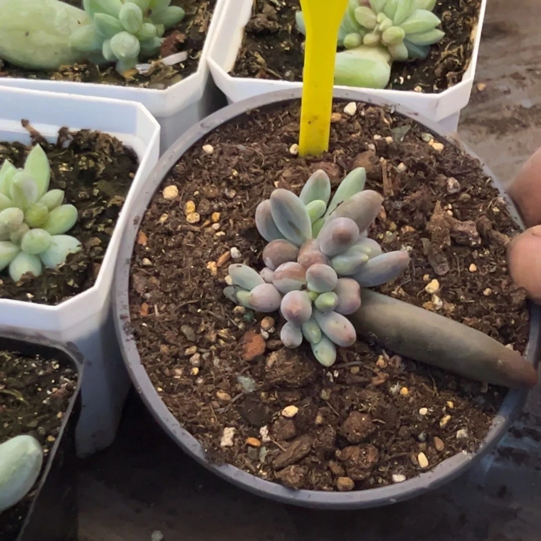 秀***）多肉植物烟花群923