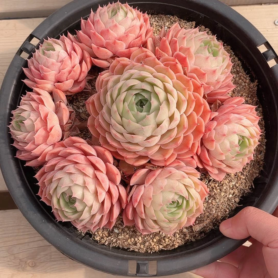 叶*韩版昂斯洛精品多肉