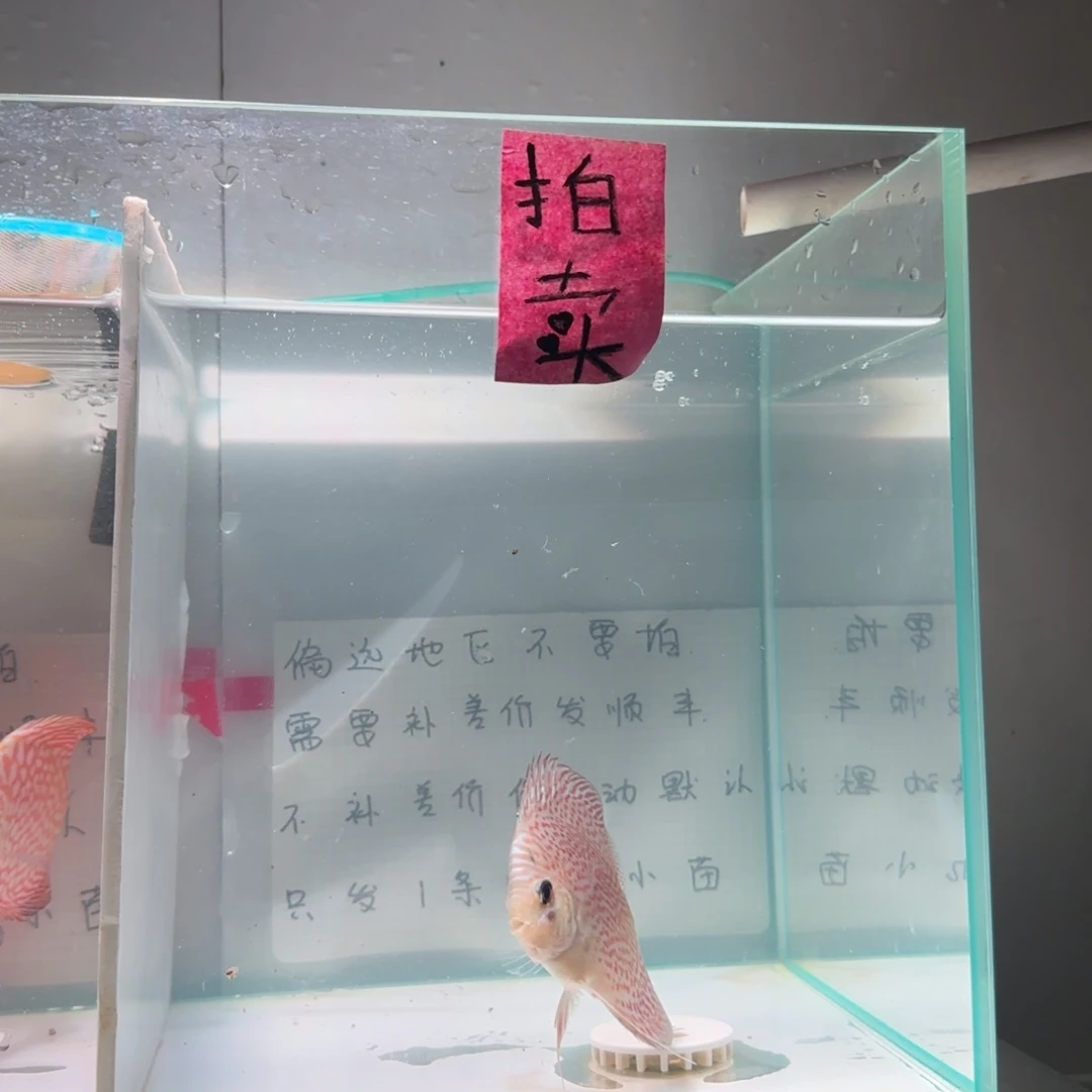 七彩神仙鱼肉身7偏远地区不拍
