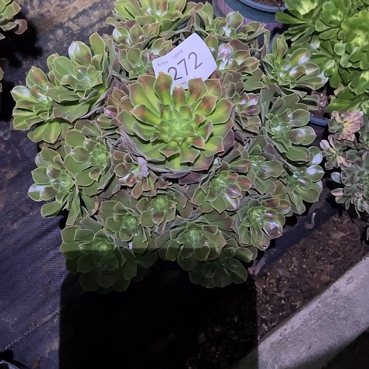 0272女巫中班多肉植物