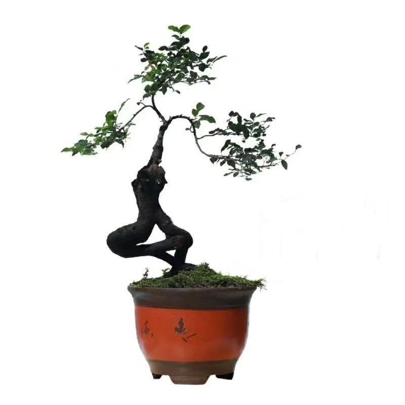 金弹子盆景购买链接（直播专用链接）