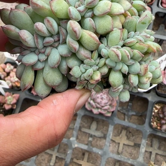 126泡芙缀多肉植物多