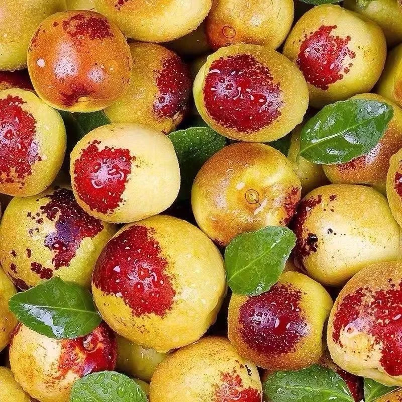 山东沾化果园冬枣正宗脆甜青枣新鲜水果脆甜红枣鲜枣现摘大枣脆枣