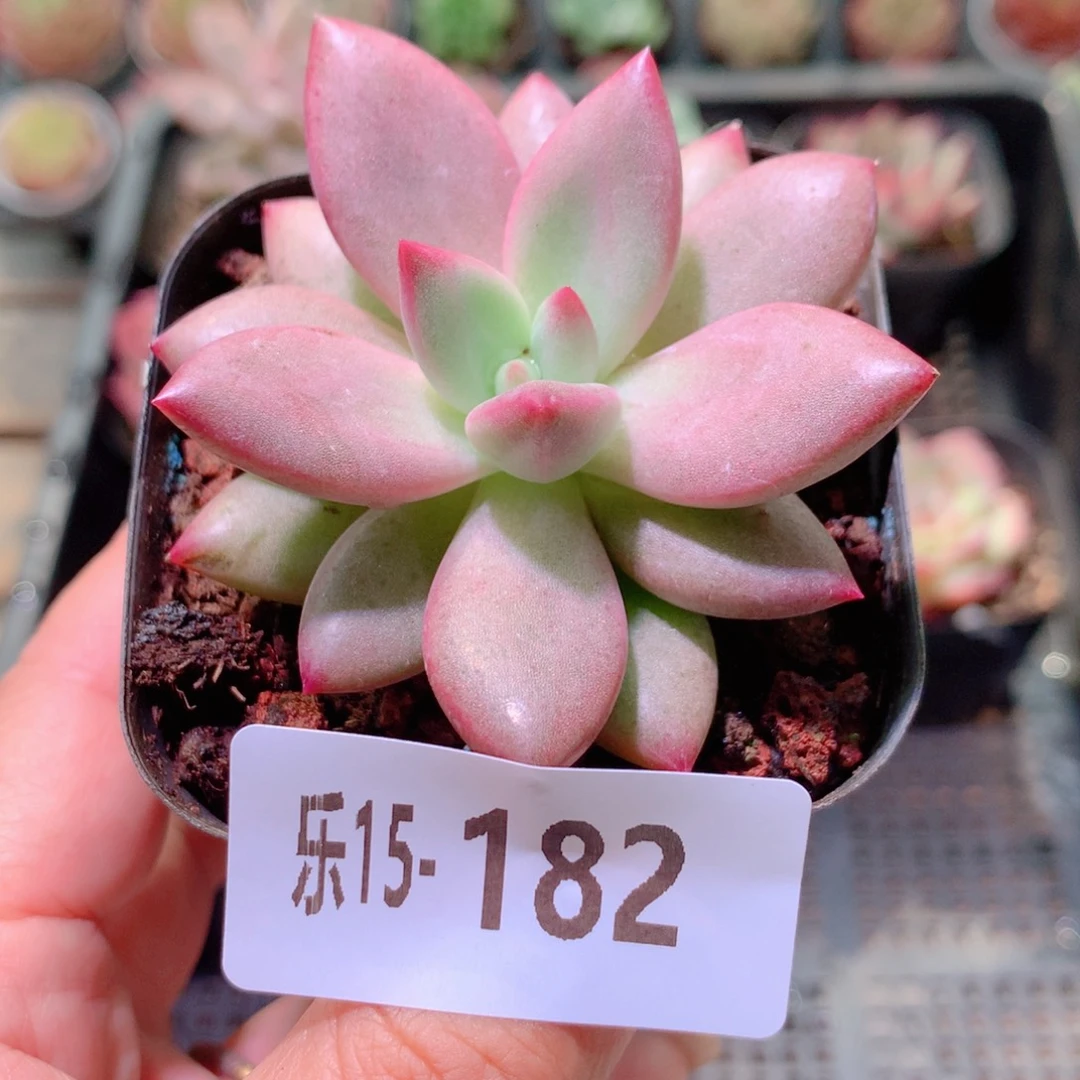 乐然15-182 甜蜜蜜