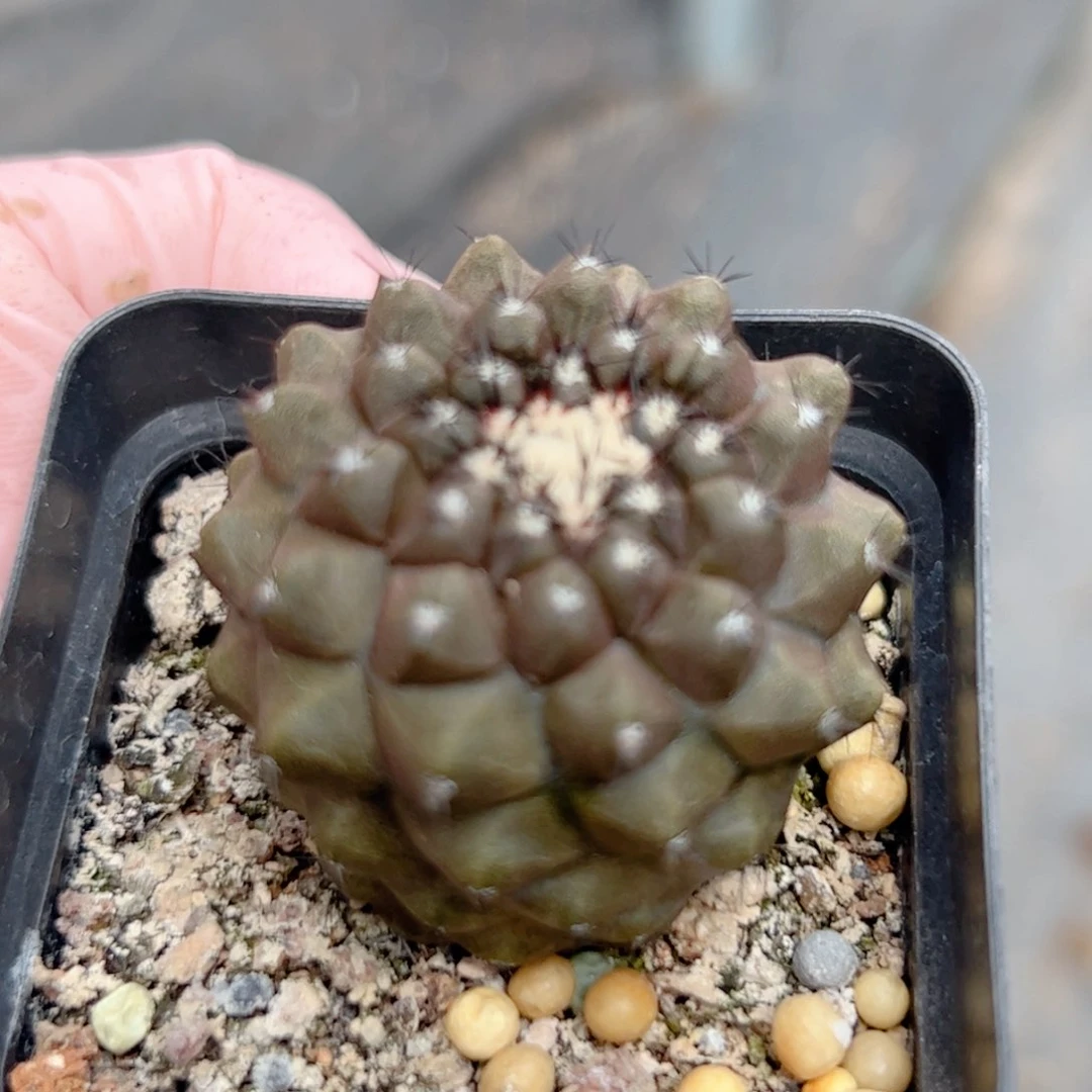 实生 龙爪属仙人球