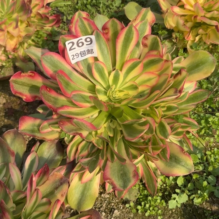 香妃……多肉植物……