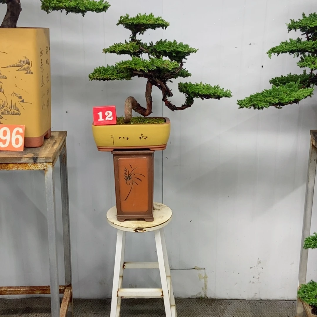 无花朵珍珠柏盆景