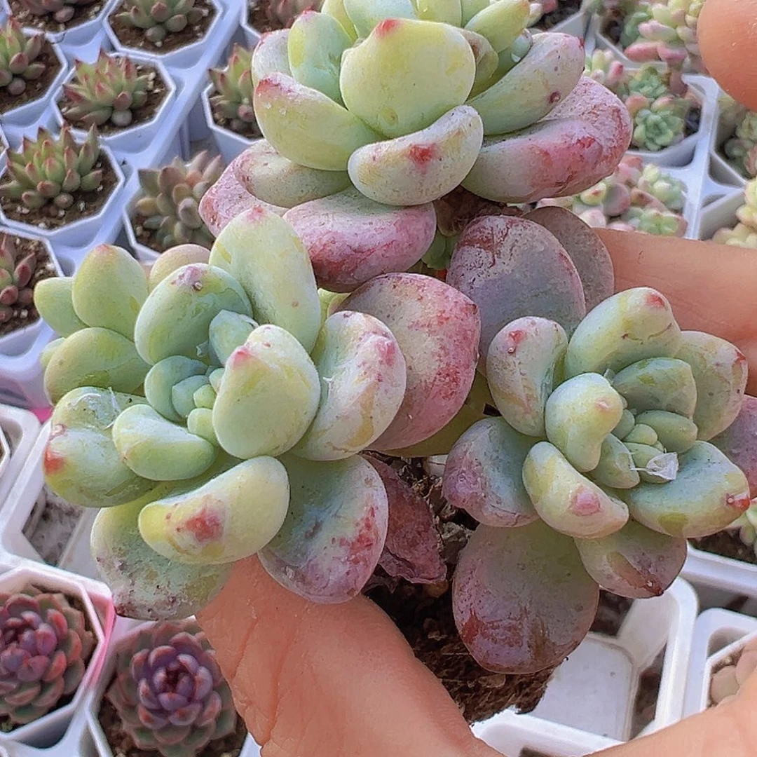 老桩樱花罗琦19包邮多肉