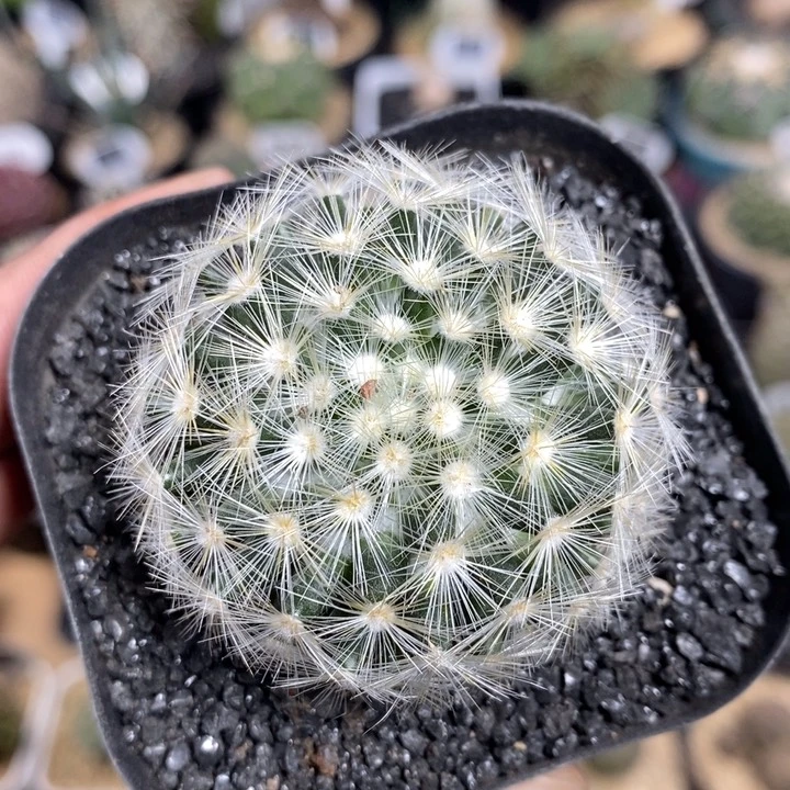 刘氏乳突27号5cm