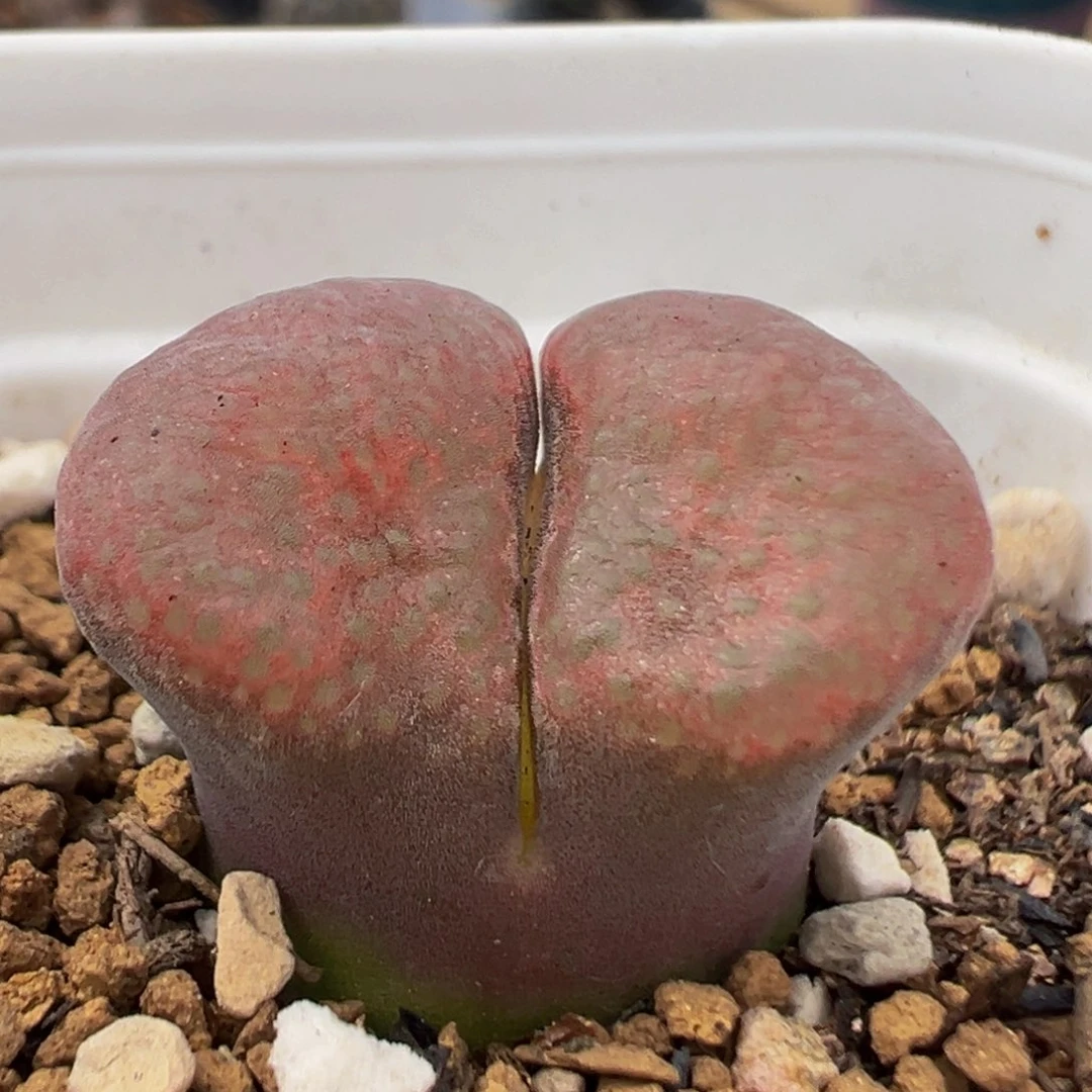 86多肉植物百科植物