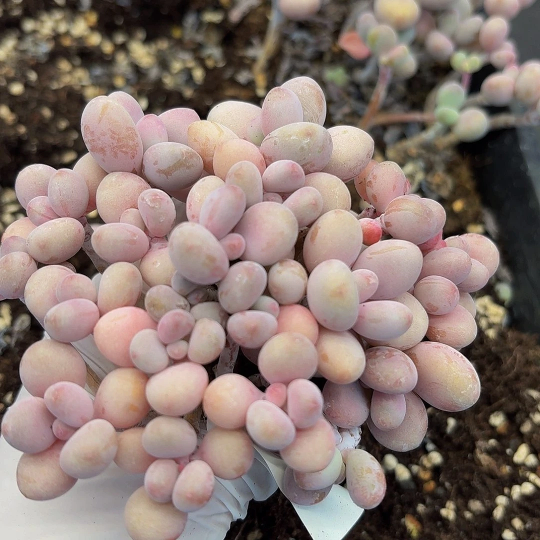 多肉植物多肉植物324