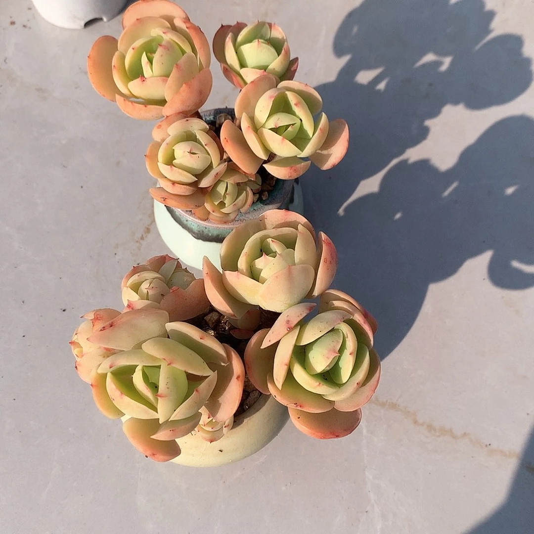 鸡蛋碧桃多肉两颗