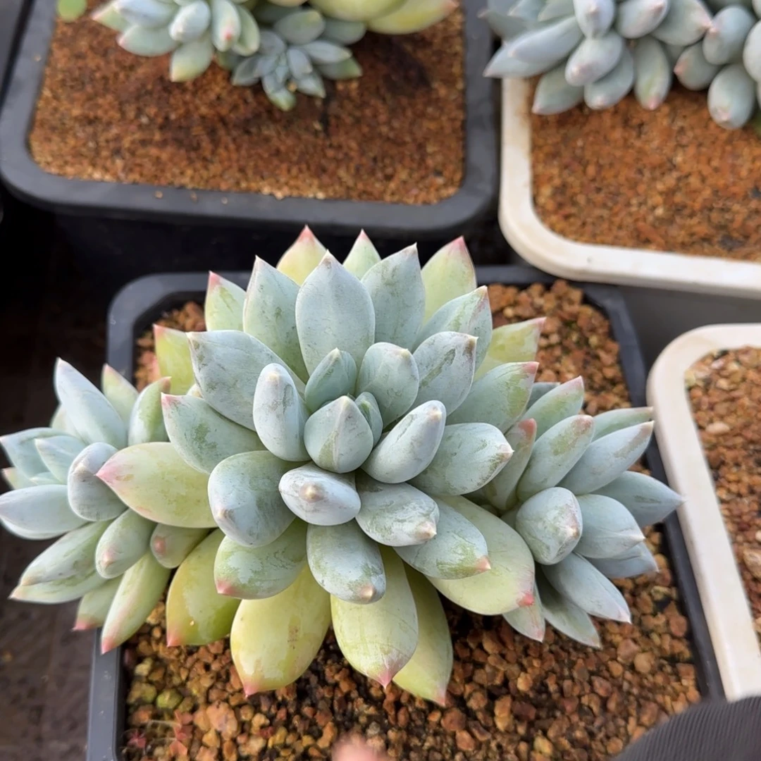 米***哥多肉植物多肉植物