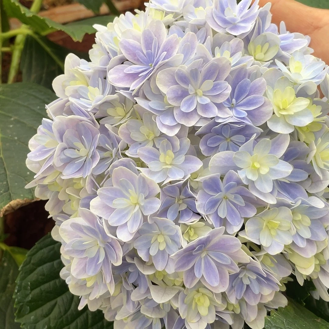 绣球切花一物一拍3枝起包邮，加购6