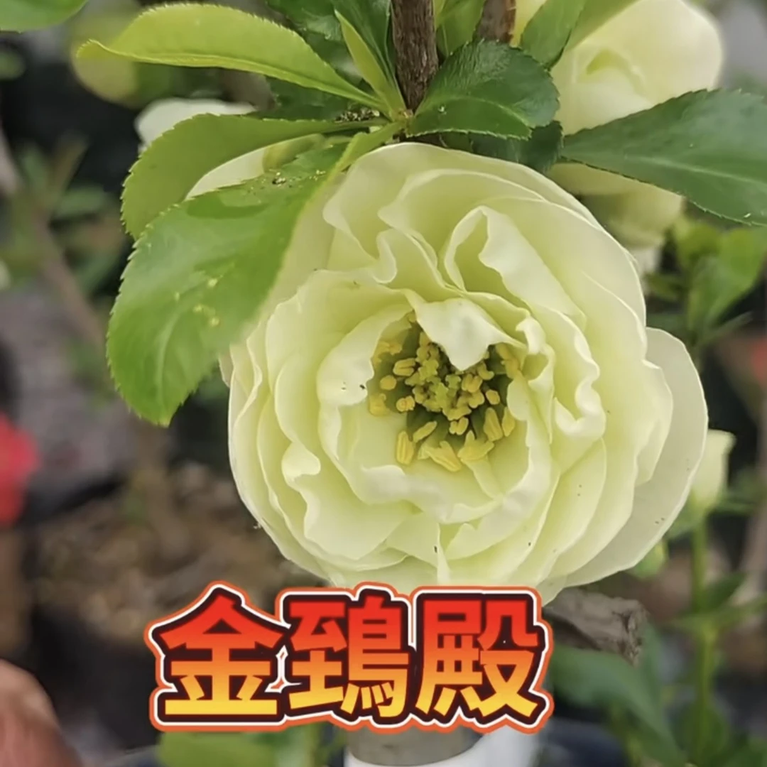 【原生金鸱殿海棠】粉丝福利
