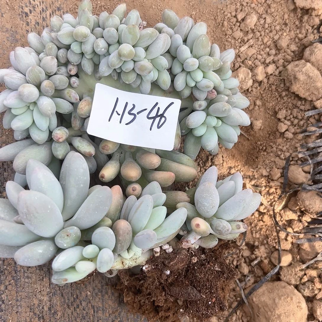 咖****ˡ1.13-46汤圆缀化多肉