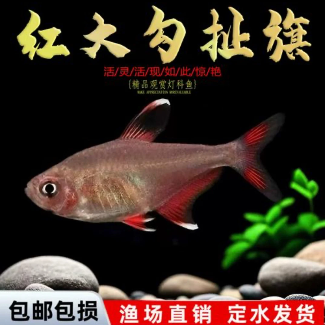 红大勾扯旗鱼小型热带淡水草缸混养群游灯科鱼好活易养
