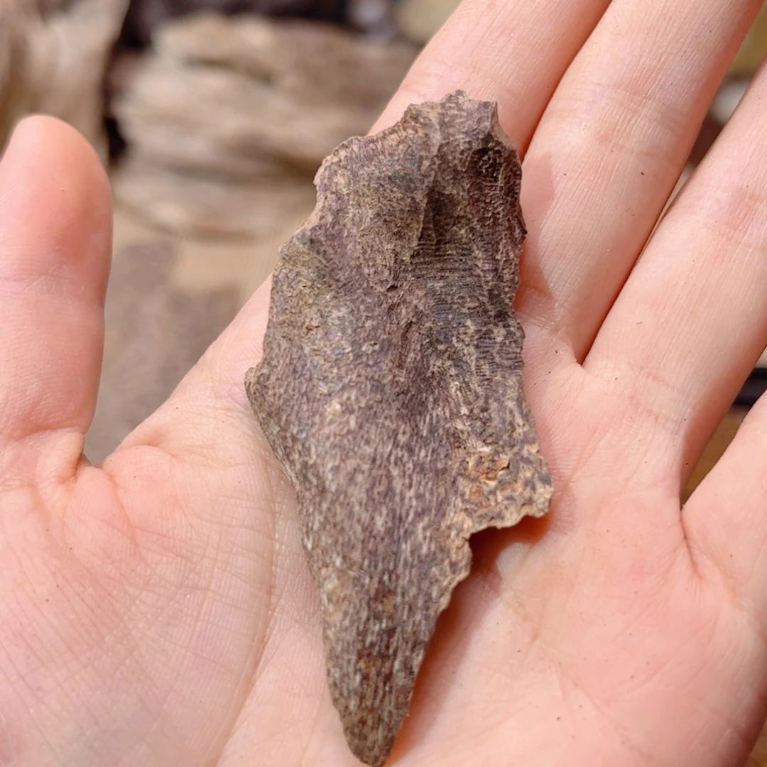 香榧木海南木料尖峰岭包头2克福利