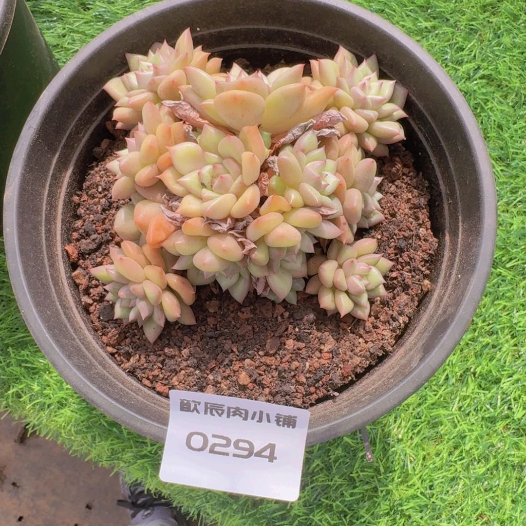 夕****多肉植物象牙群0294