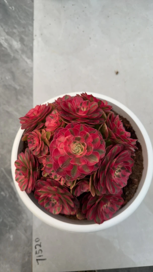 云南大棚直销2号链接