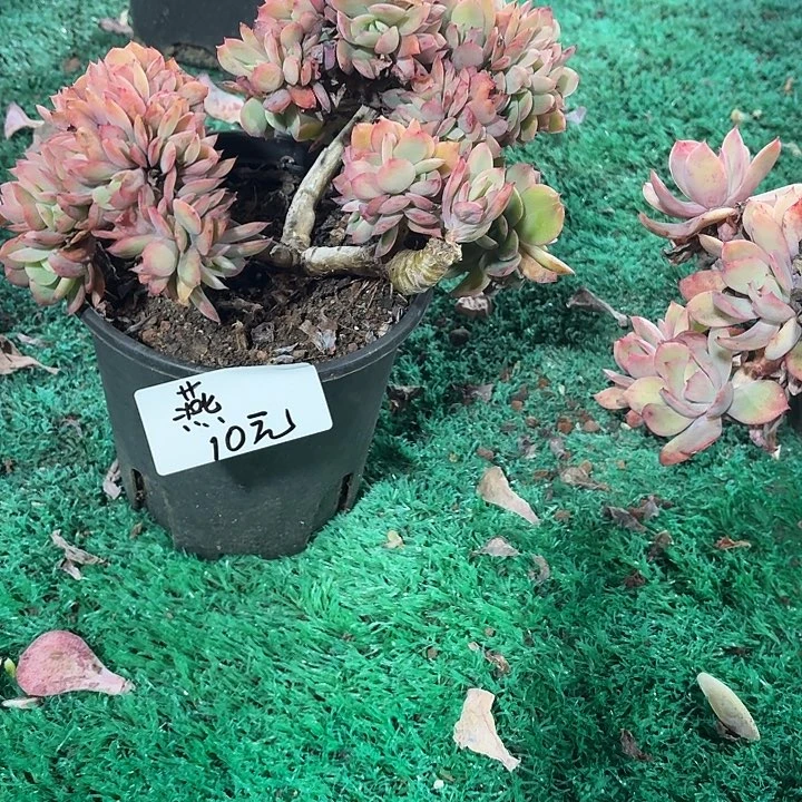 燕***多肉植物一物一拍燕2