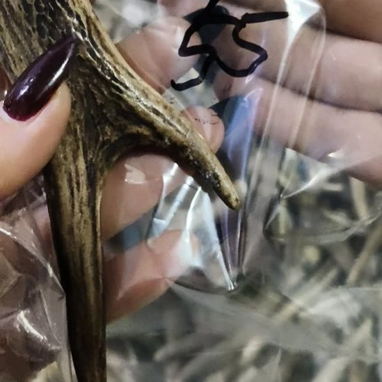 *****鹿角鹿角鹿角鹿角鹿角鹿角