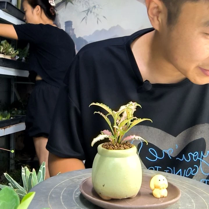 川*?中青园艺一物一拍193