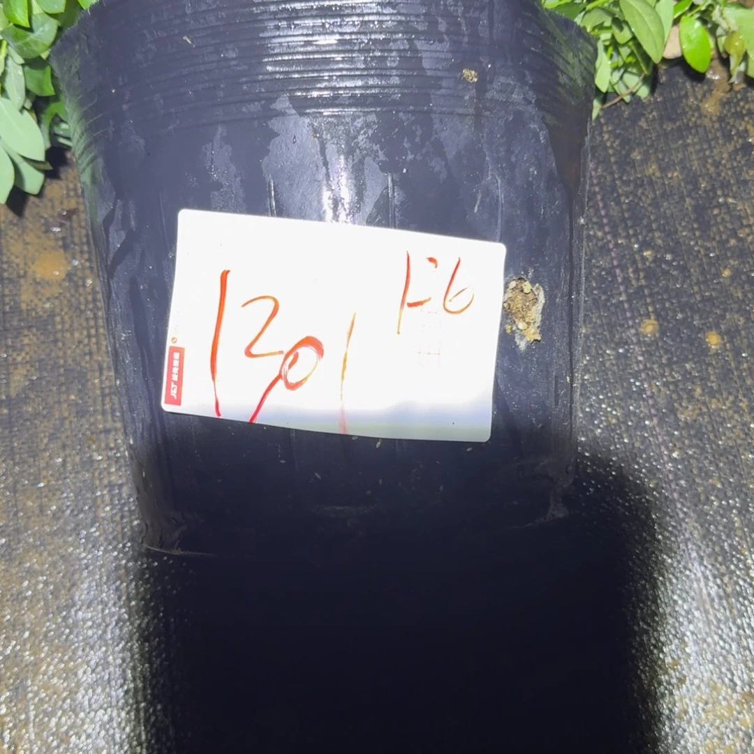 亲***贝大大钵f6一物一拍1361