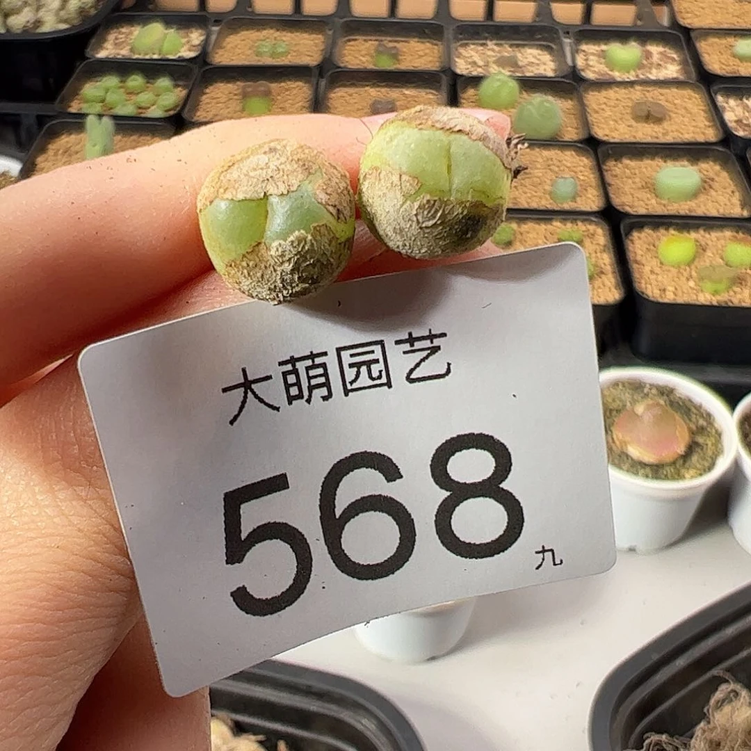 一物一拍             568