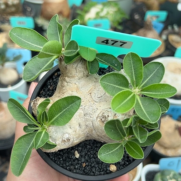 惠比须笑产地多肉植物