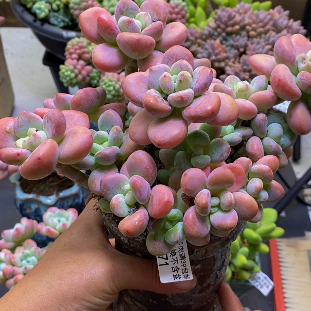 571樱花洛神20cm多肉
