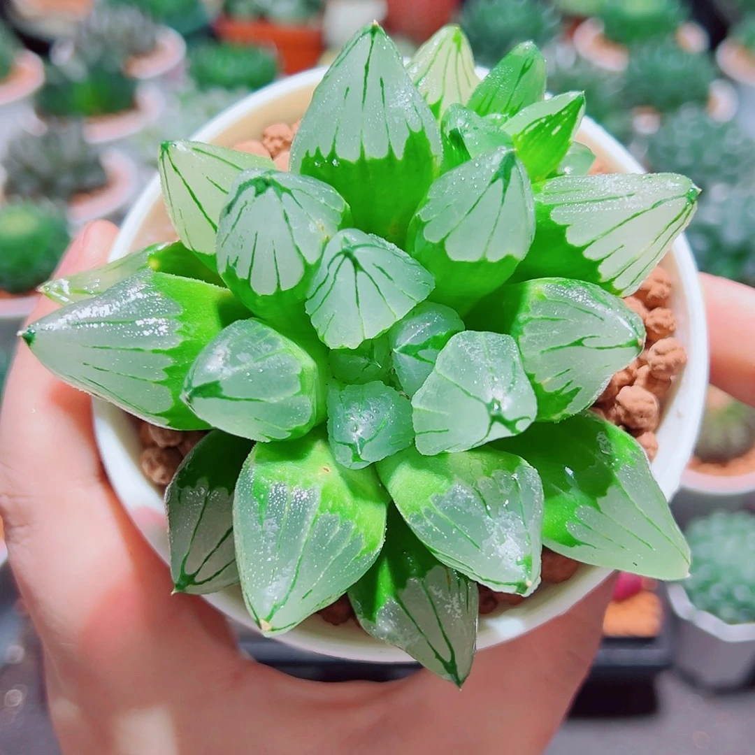 冰城寿多肉多肉多肉