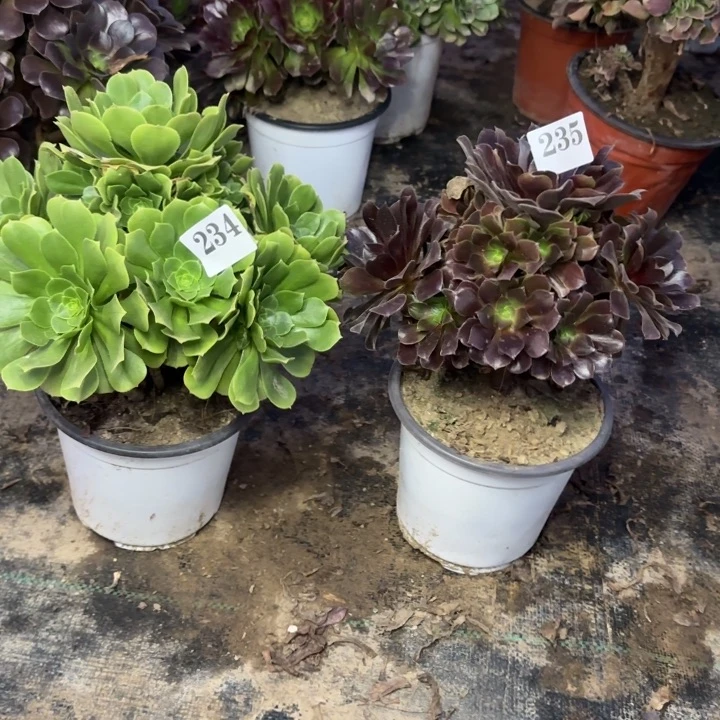 王*234235。 包邮。