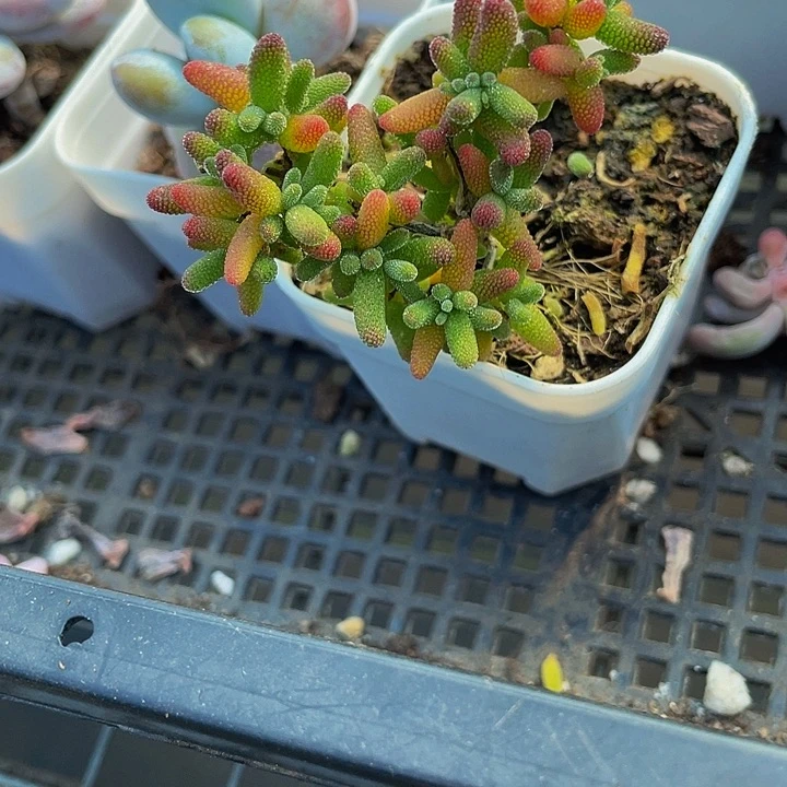 彩色糖球3.8带盆