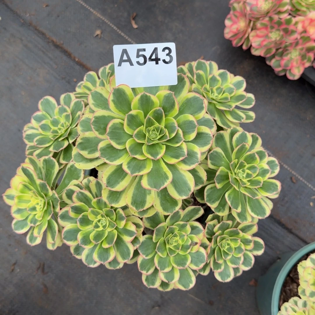543多肉植物白兰地法师