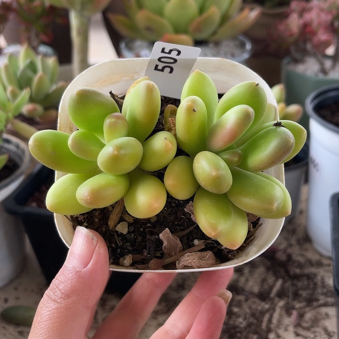 芒果奶。 505。 1111111