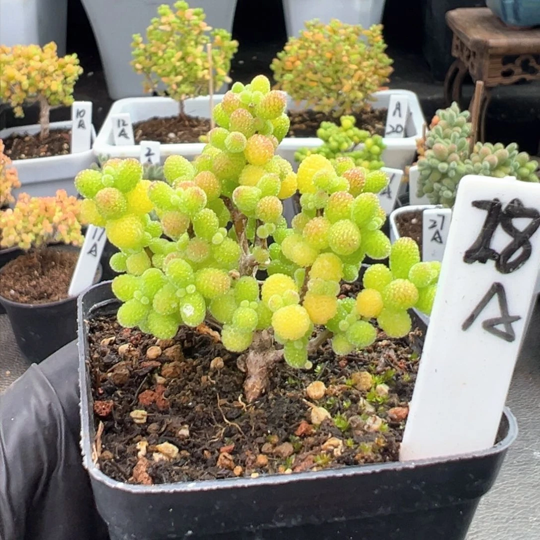 精控金桔糖球28号