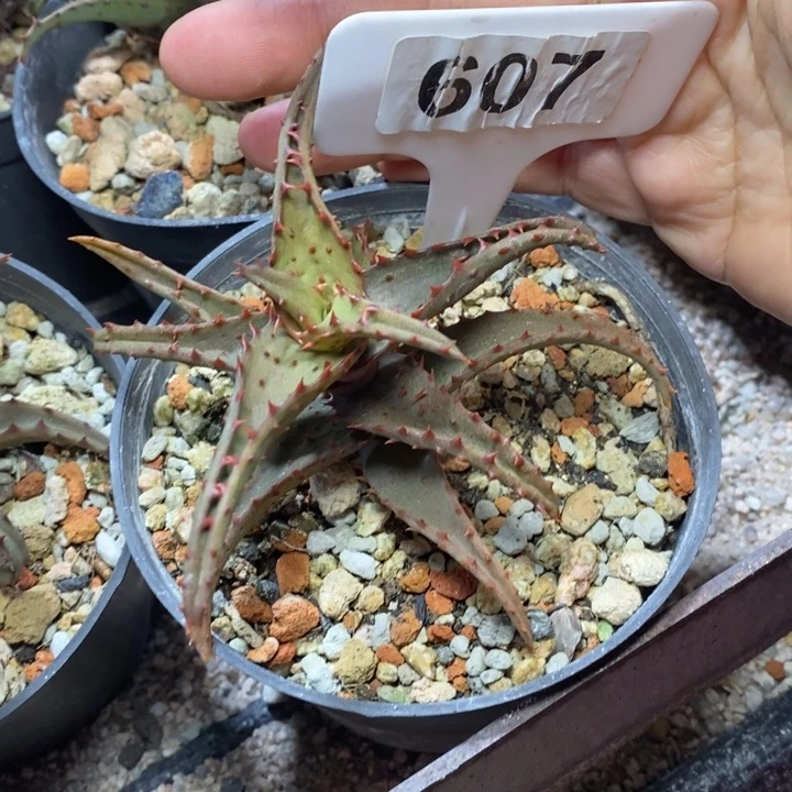 奋****6福利卡莎蒂芦荟一颗