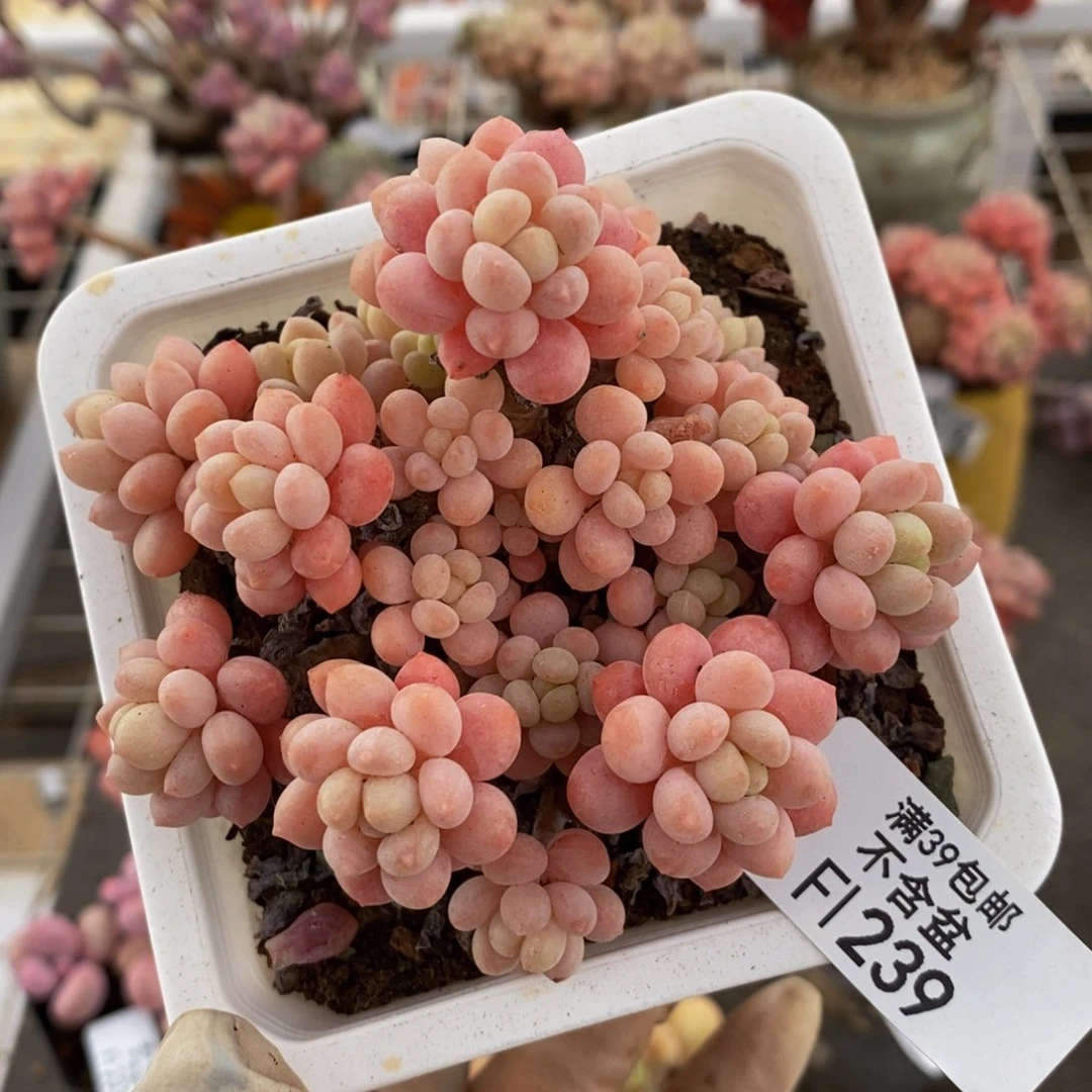 鱼子酱239/9cm多肉