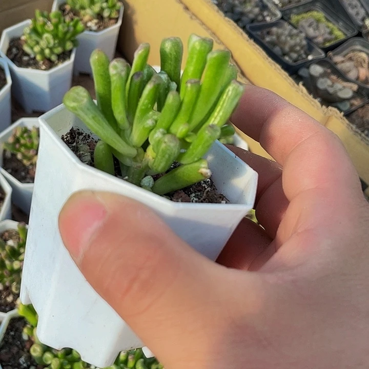 西财树锦带盆土发货