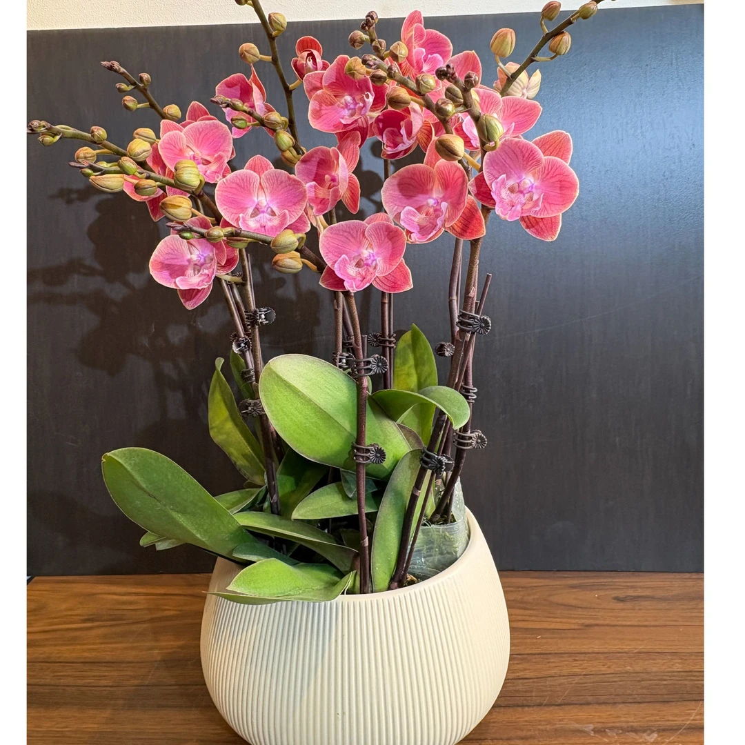 蝴蝶兰【唯美】盆栽花卉观花植物室内厂家直销批发兰花