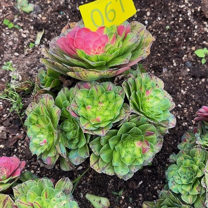 多肉植物福利061个
