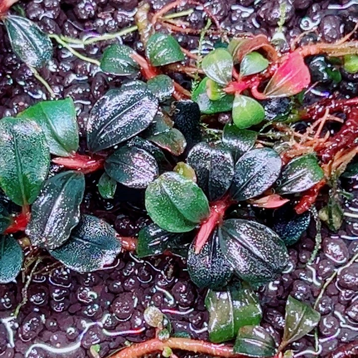 无花朵福利辣椒榕野猪王