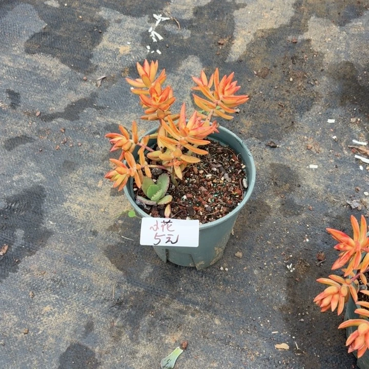 ****多肉植物一物一拍小花