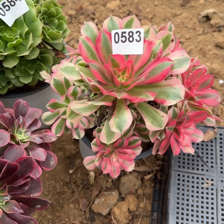 583 清棚处理不包断枝