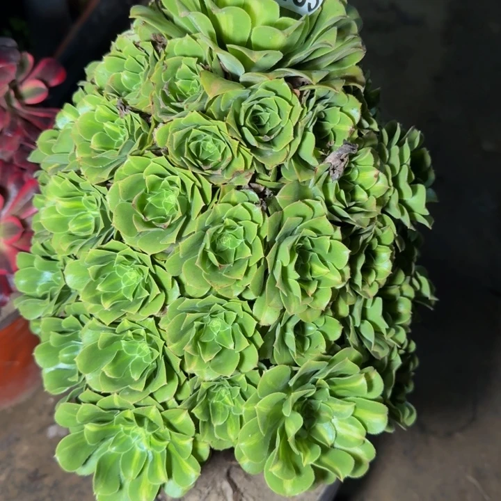 31483琉璃多肉植物