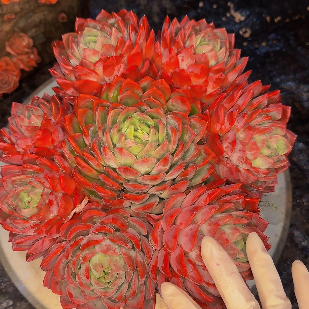 简***己他哈怕他爸爸爸爸