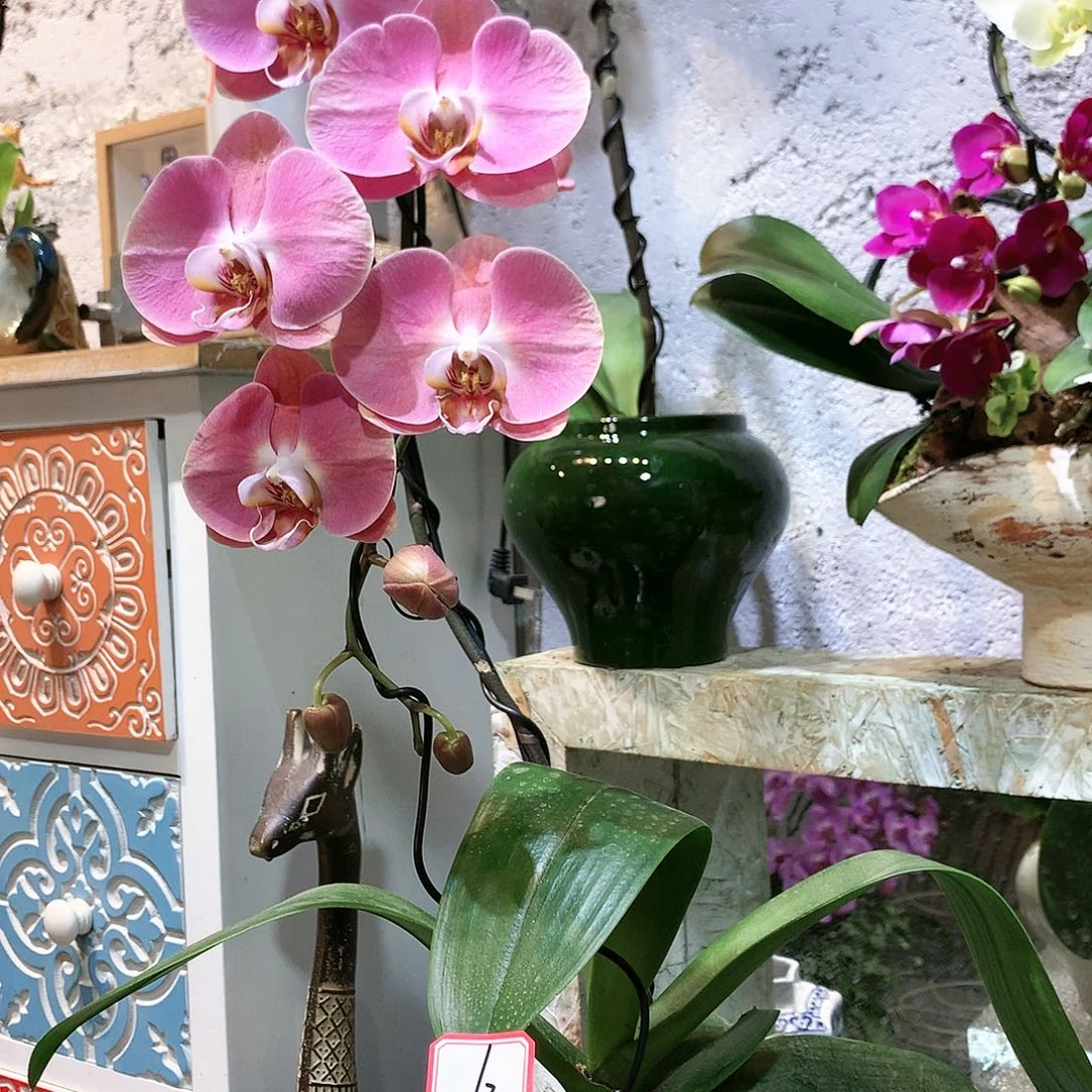 完全开放6蝴蝶兰一物一拍