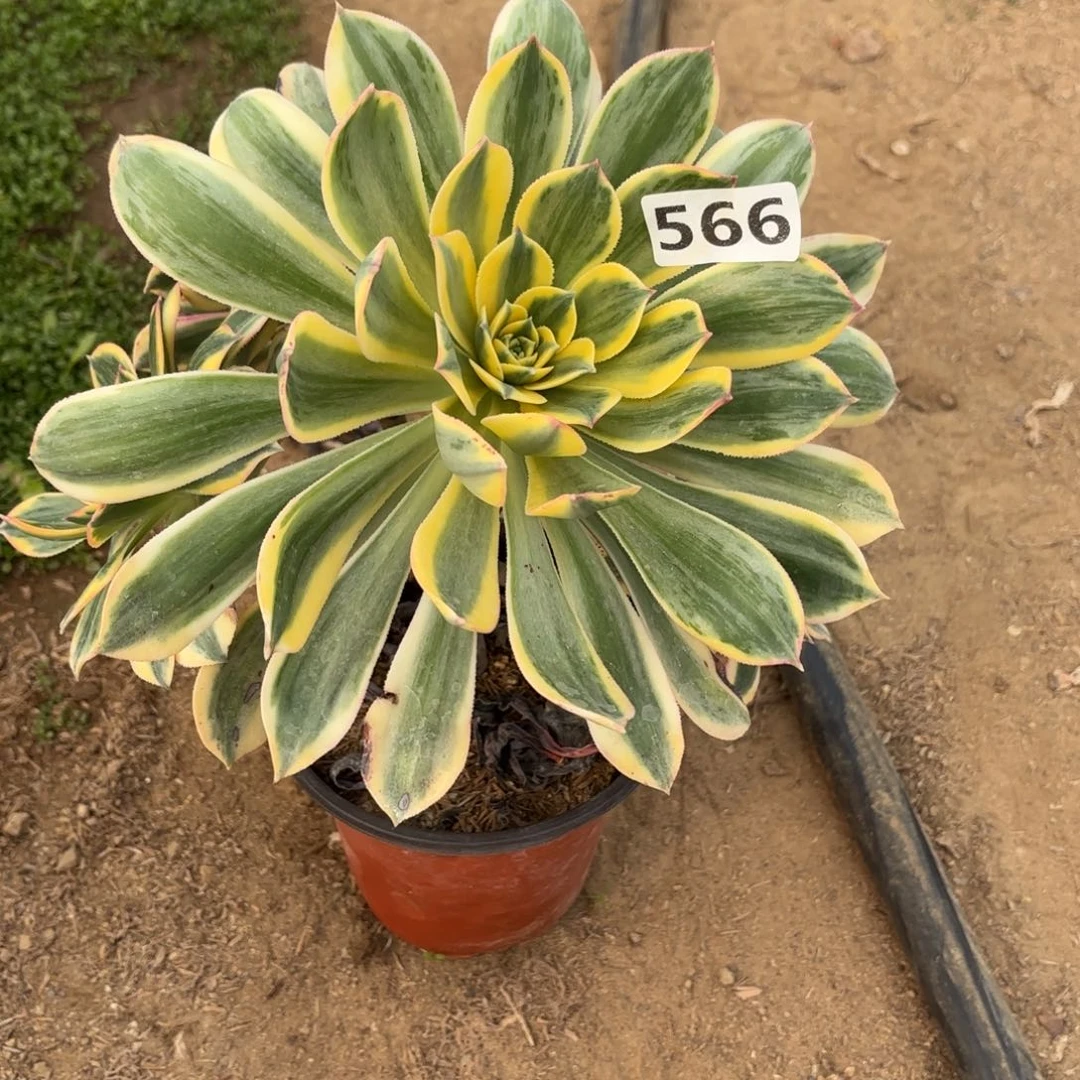 日****^566灿烂多肉不包损